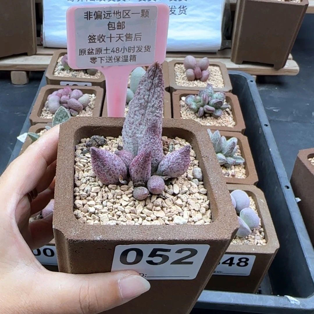 052猪尾巴多肉植物