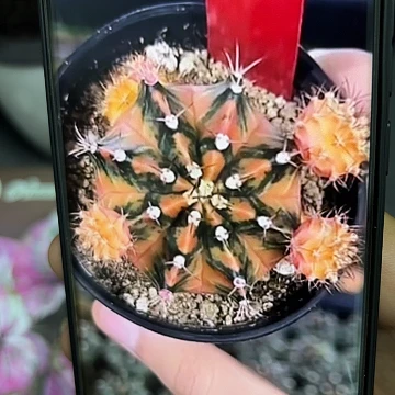 689-0513泰国发货多肉