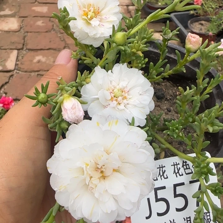 无花朵J557超小苗盆口10cm