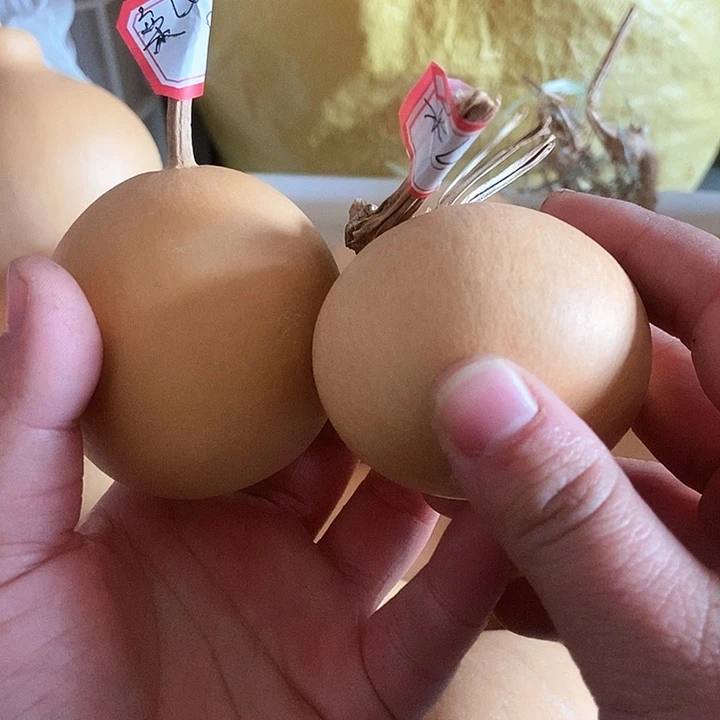 栾哥葫芦恭喜发财