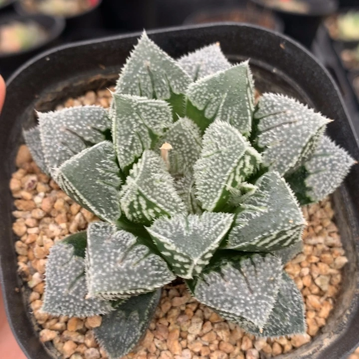 实生寿带盆土发货