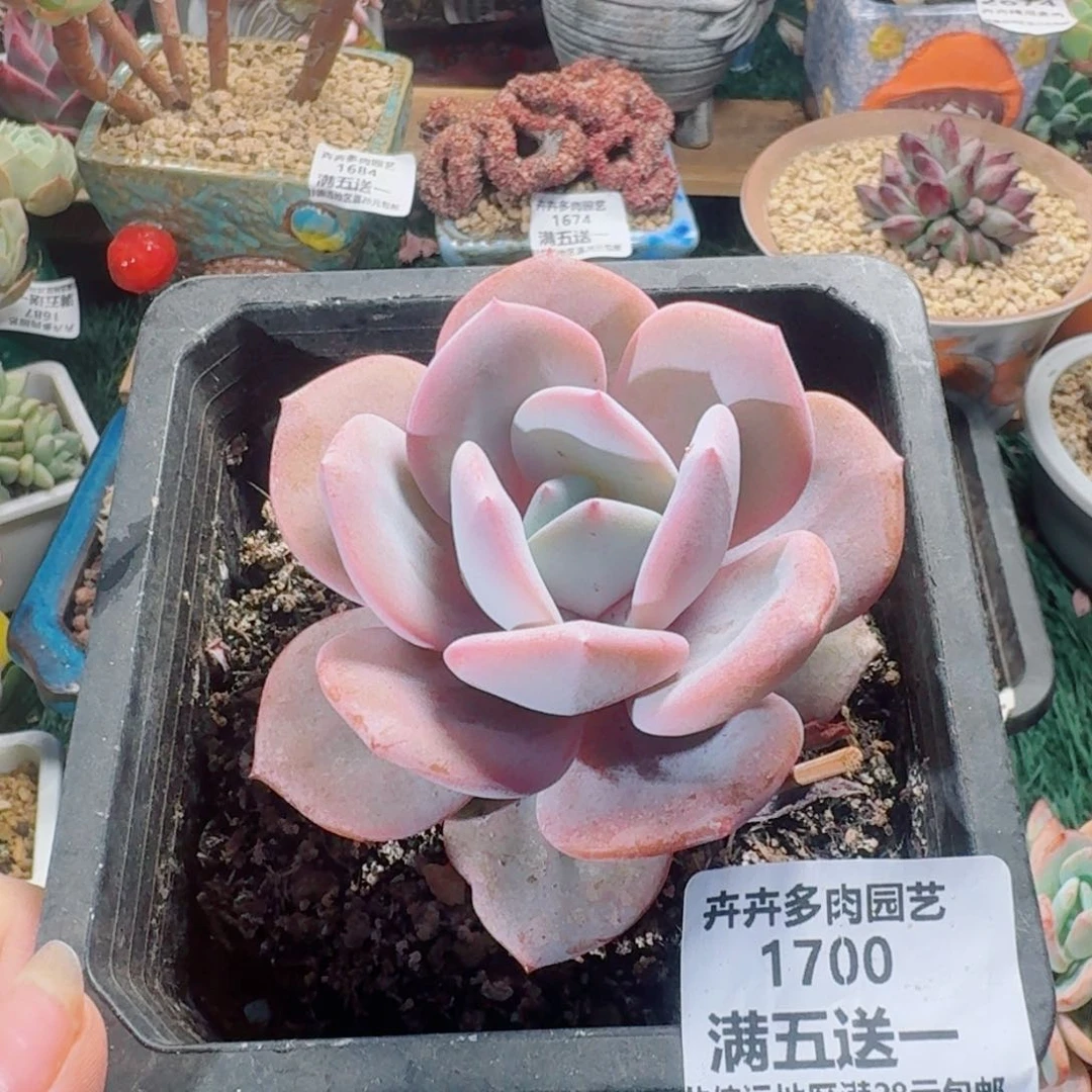 1700一物一拍（满28包邮