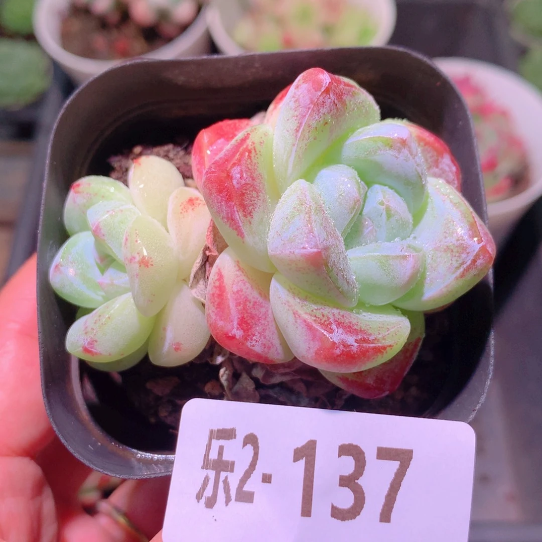 乐然 2-137 冰玉双头