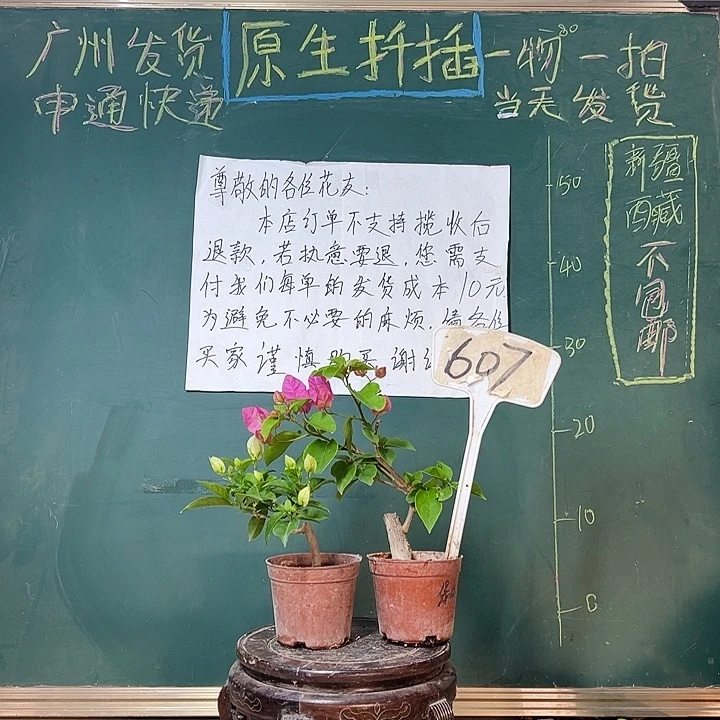 完全开放白雪公主掌中宝 绿叶双色掌中宝607