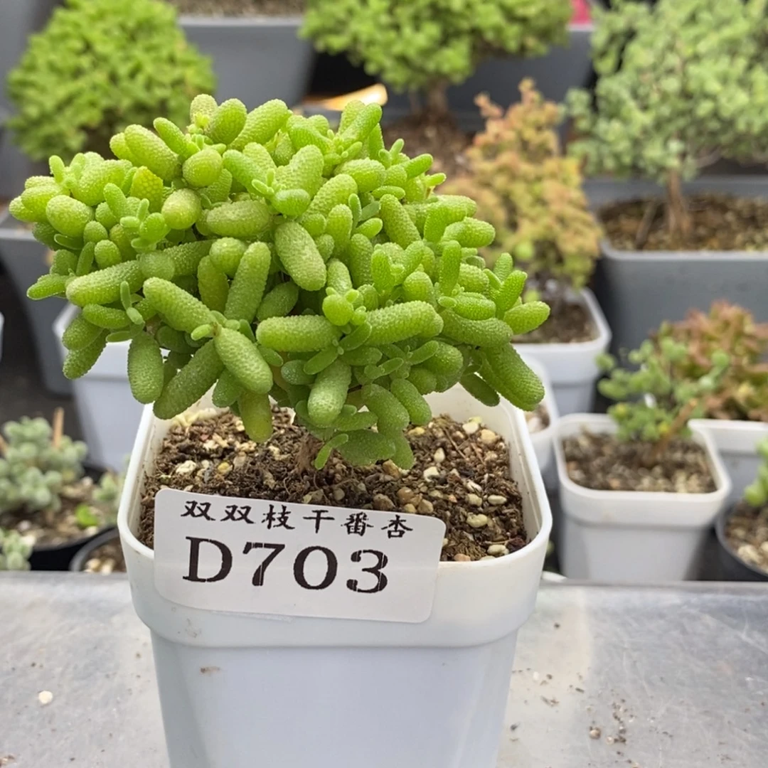 703蜜橘。