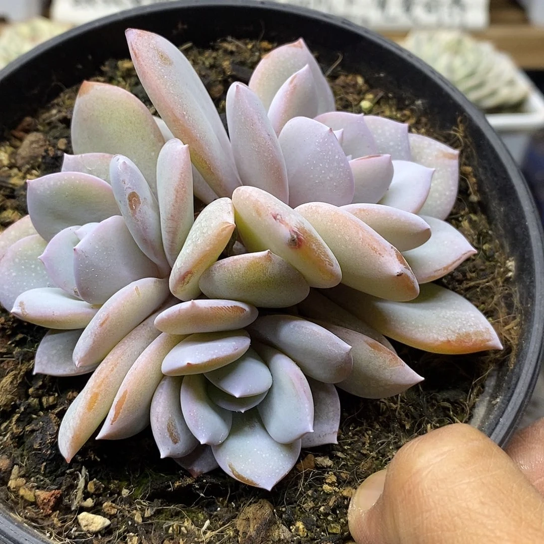 张*祥2550 状态奶茶 3 头