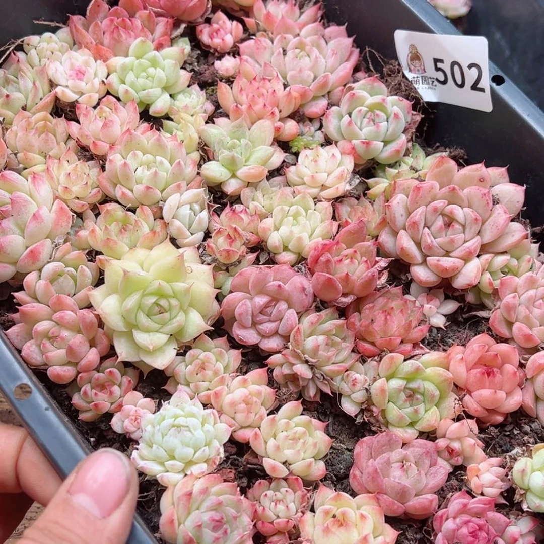 多肉植物多肉植物