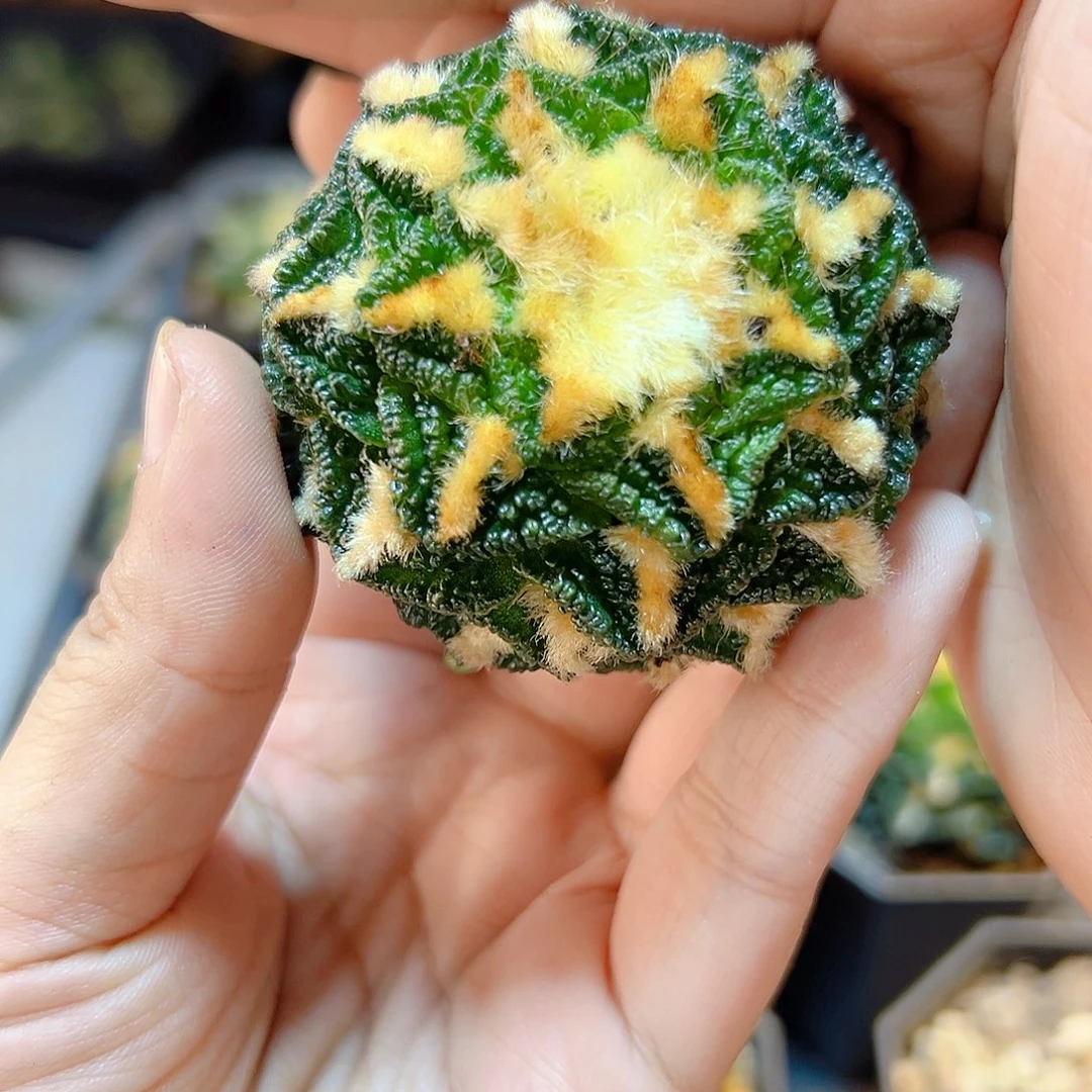 自根辛盾牡丹5.6公分根芽