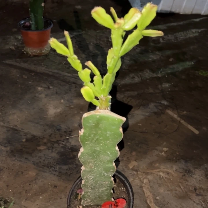 花***者当前无花栽培后可以开花052  119