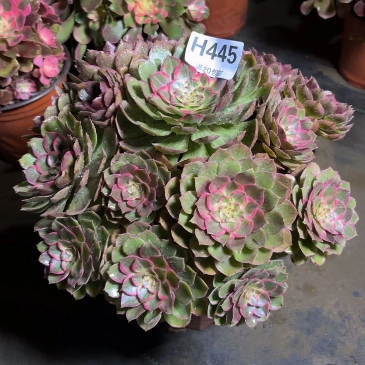 瑞妈，，。。。。445莲花座，