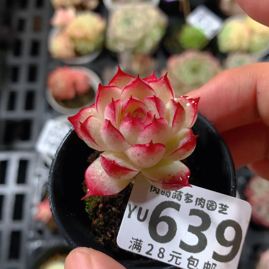 5CM拇指盆精控多肉YU639