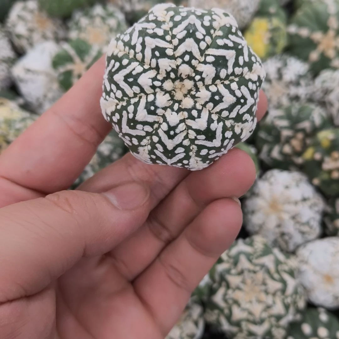 满V兜兜哈哈哈哈哈哈哈