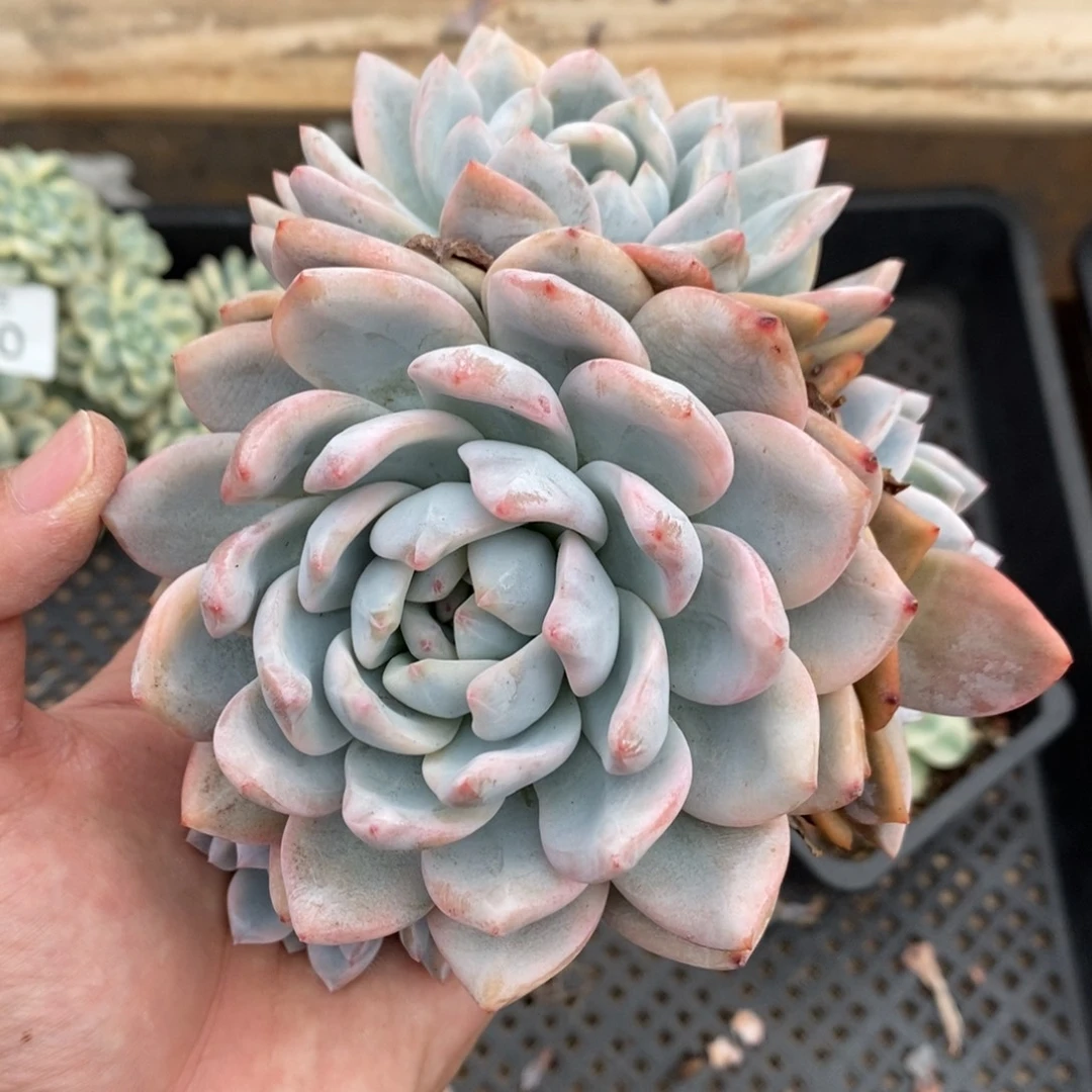 橙子多肉植物7031