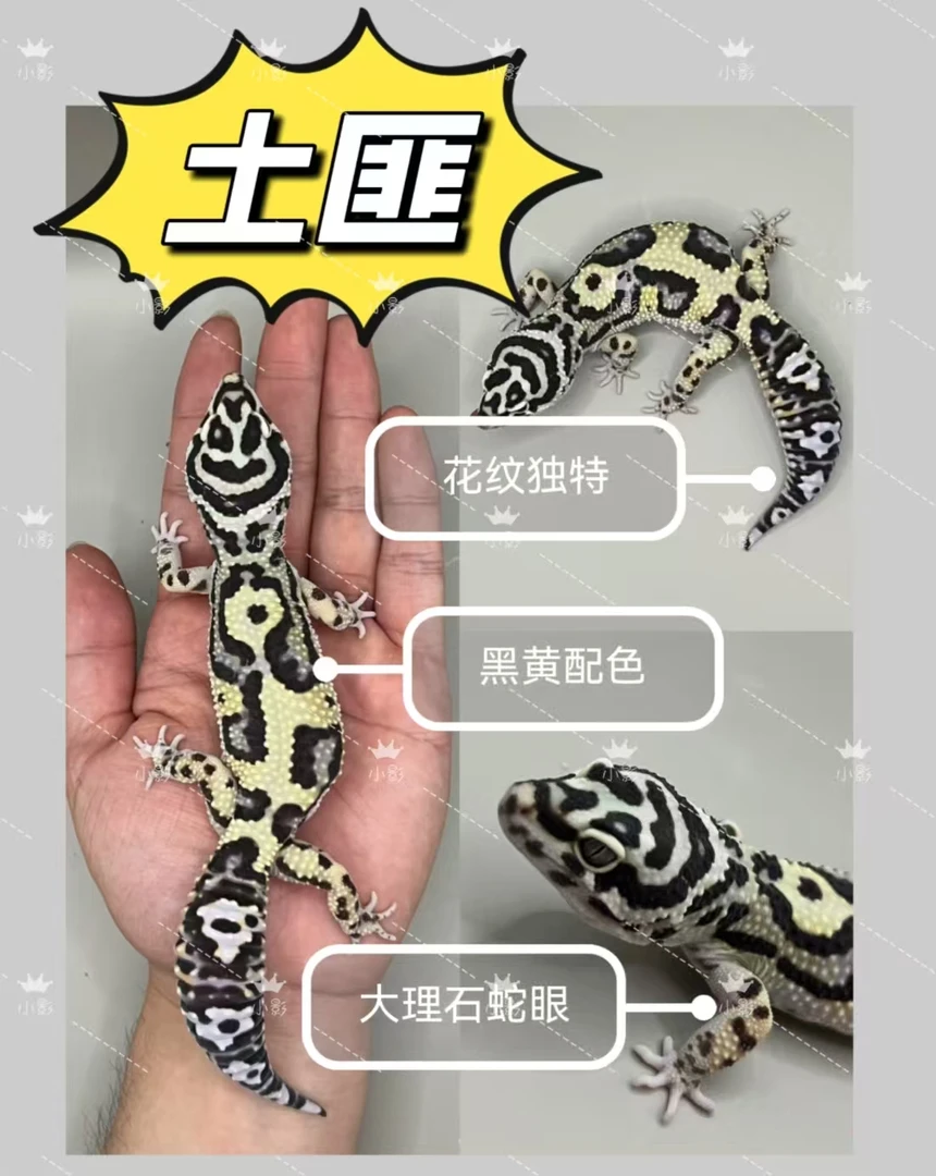 豹纹守宫土匪个性配色新手必入