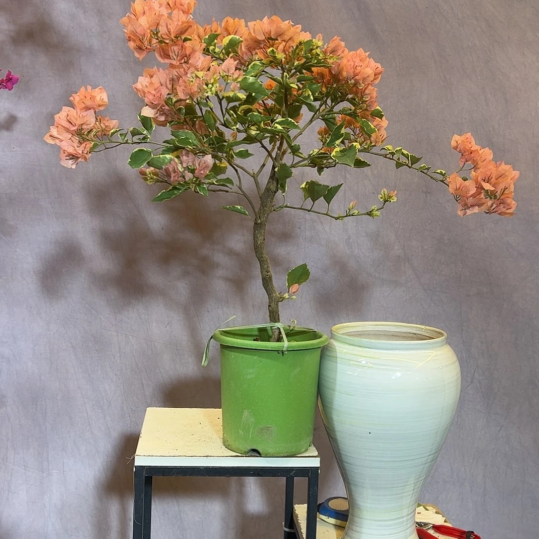 大量花朵（建议范围：8朵-15朵 或40%以上）马斯