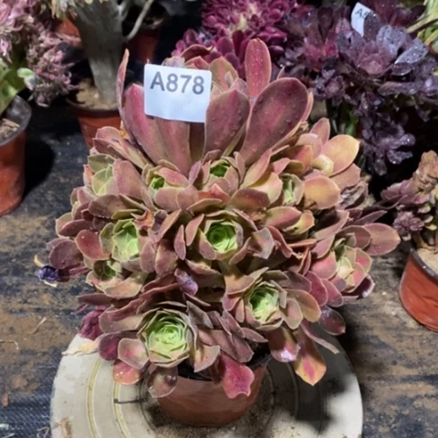 粉女巫中班一物一拍