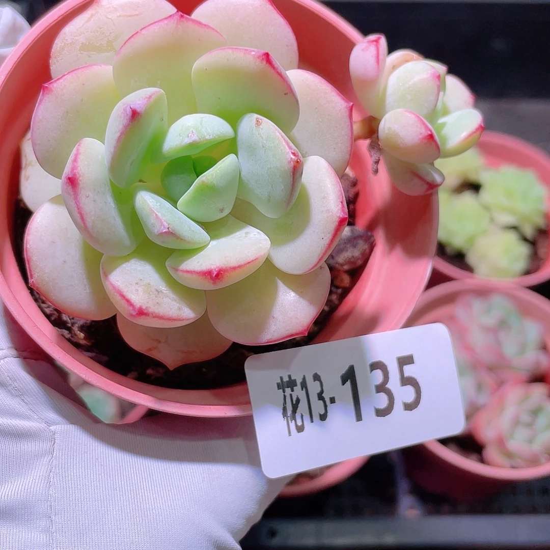 花利美13-135香草