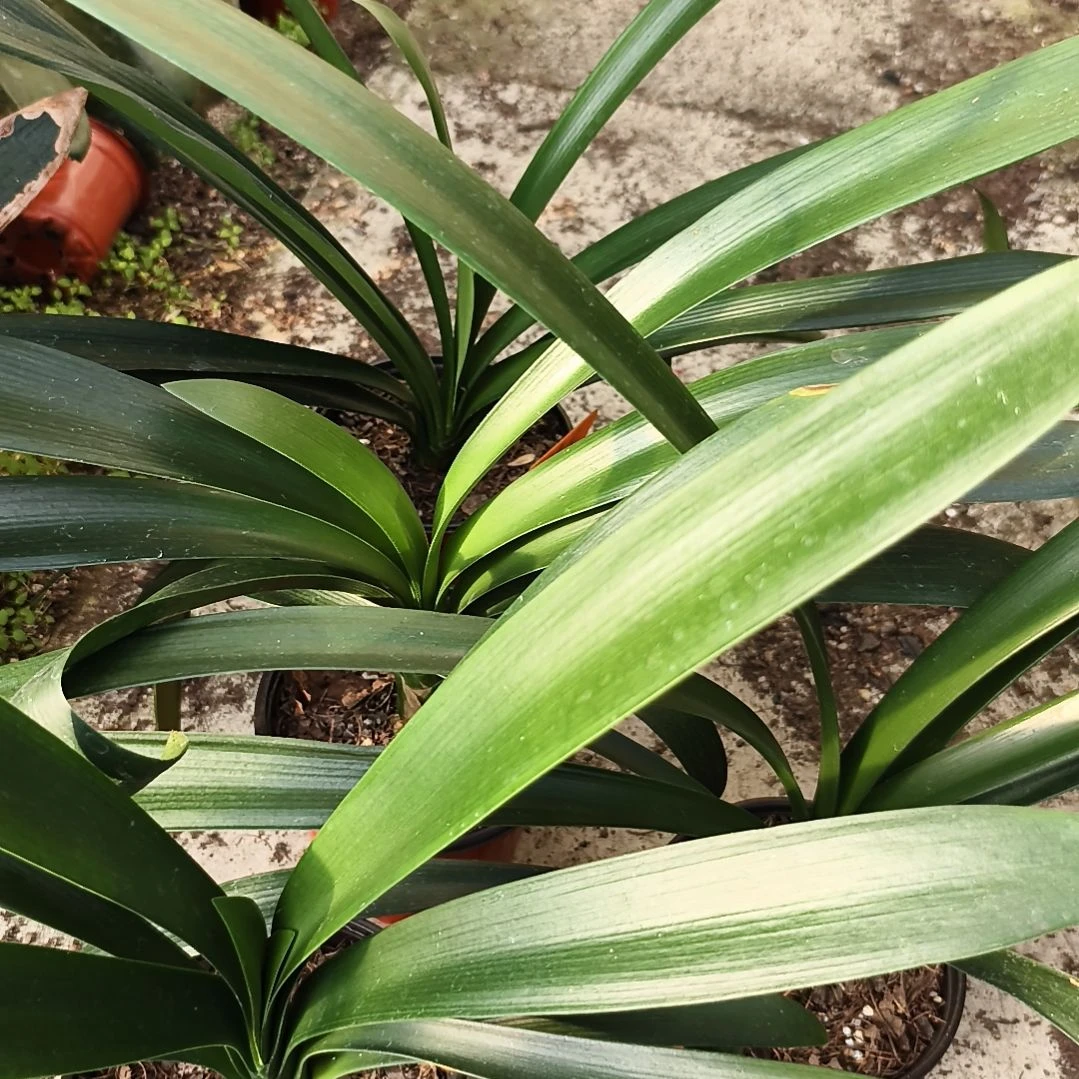 蛟***龙完全开放翠绿大苗残叶特惠四棵