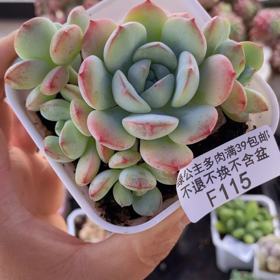 香草7cm115多肉植物