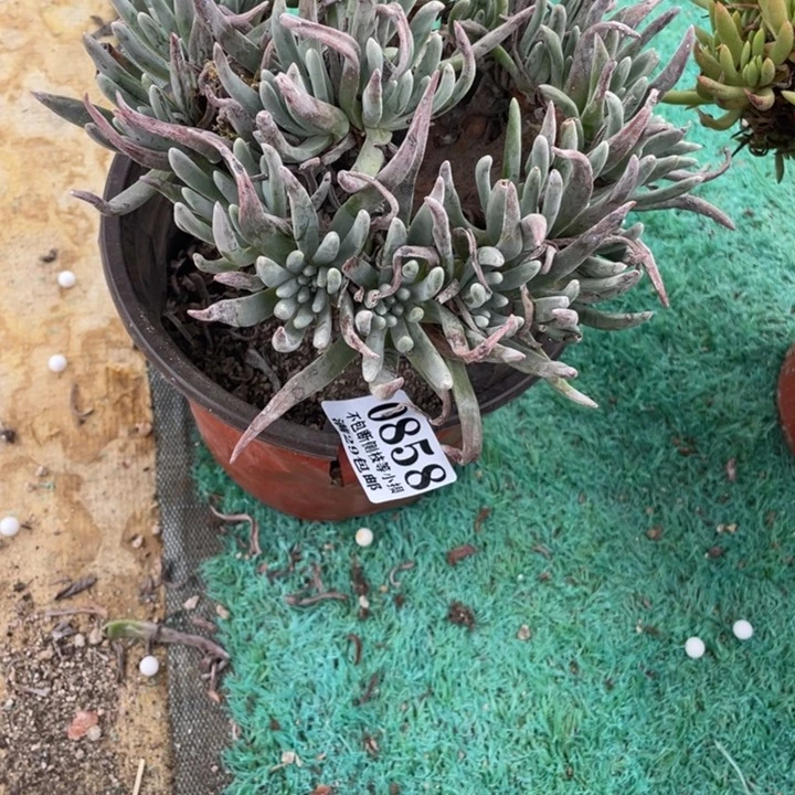 活***癫858号银光闪多肉植物