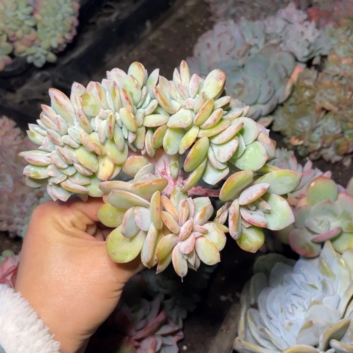 【闪购商品】白凤缀化