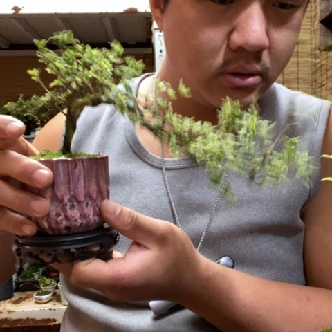 红陶放*一物一拍所见即所得136