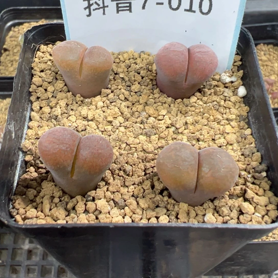 7-10肉锥多肉植物，