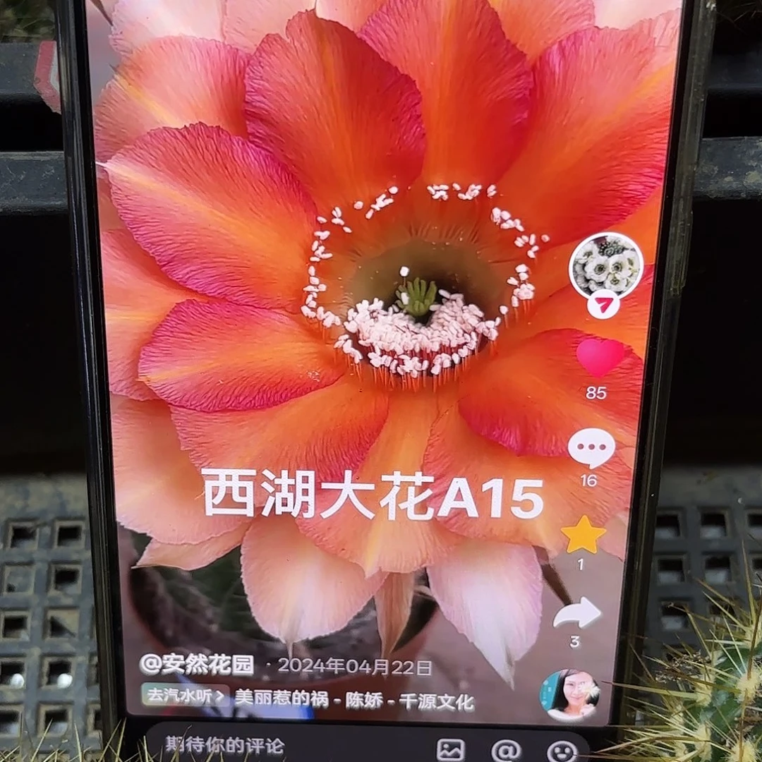 A15彩侧牙20包邮30