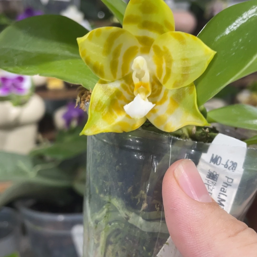 完全开放08叶瑕花期不保