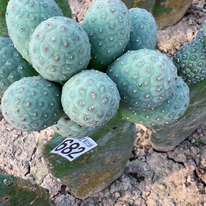 无花朵我***水682大绿皮陨石坑习白桶