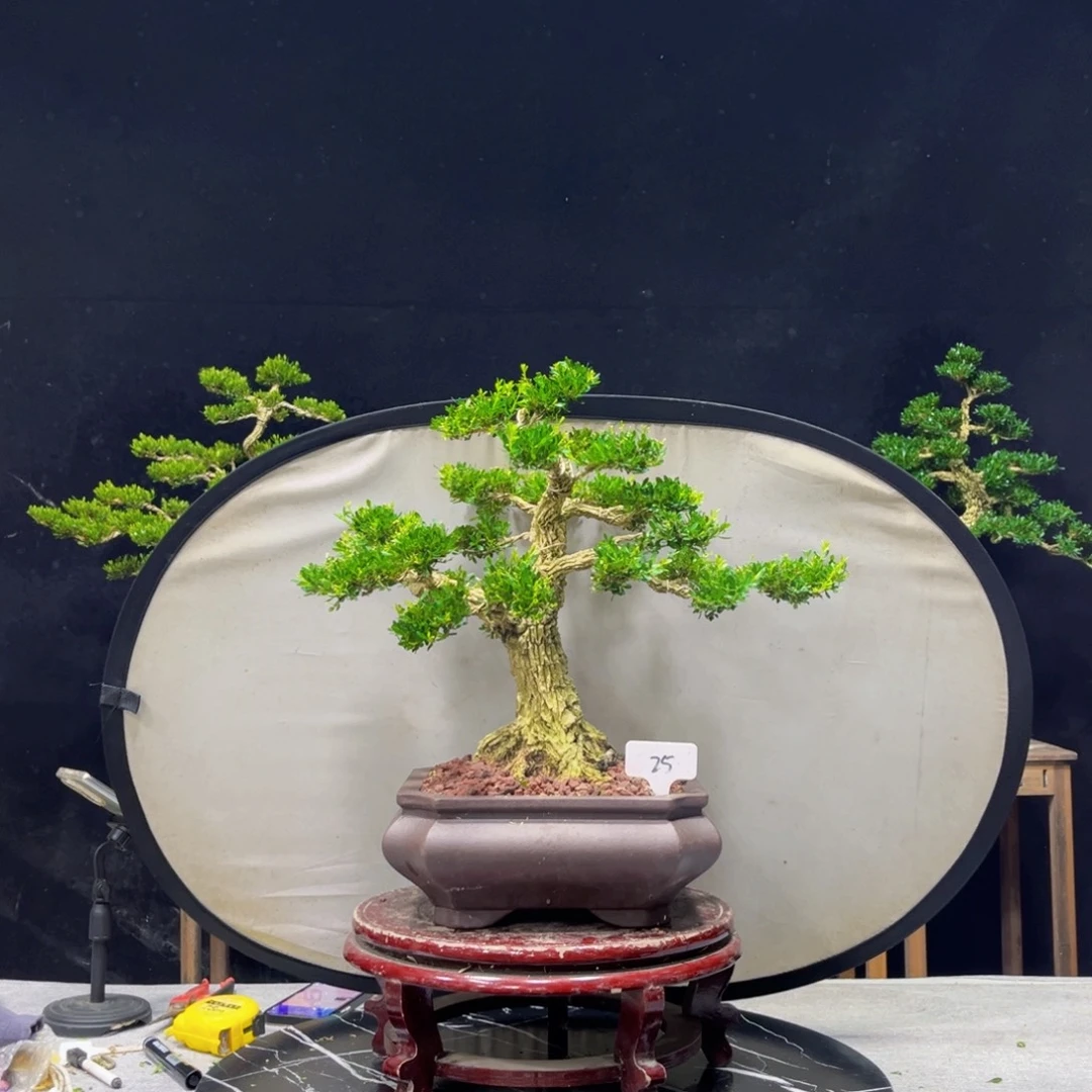 阿***廖完全开放黄杨盆景