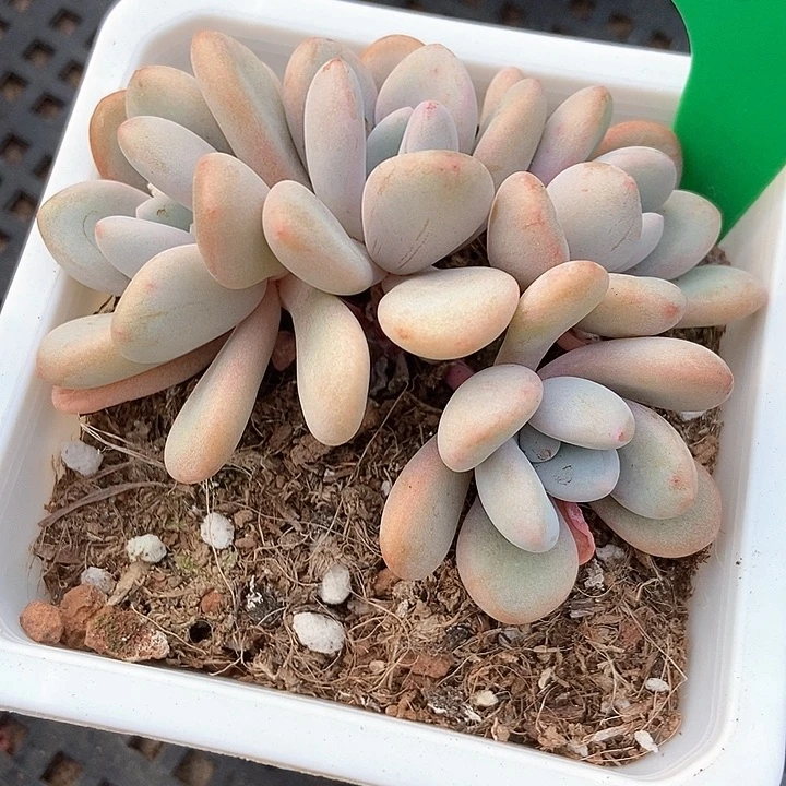 多肉植物粉兔群1030