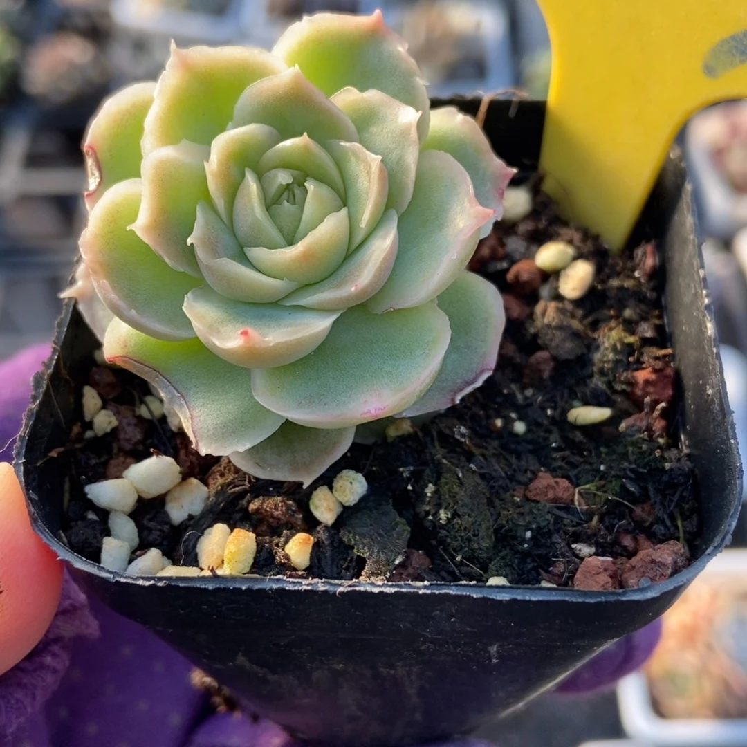 853虾饺多肉植物duorou