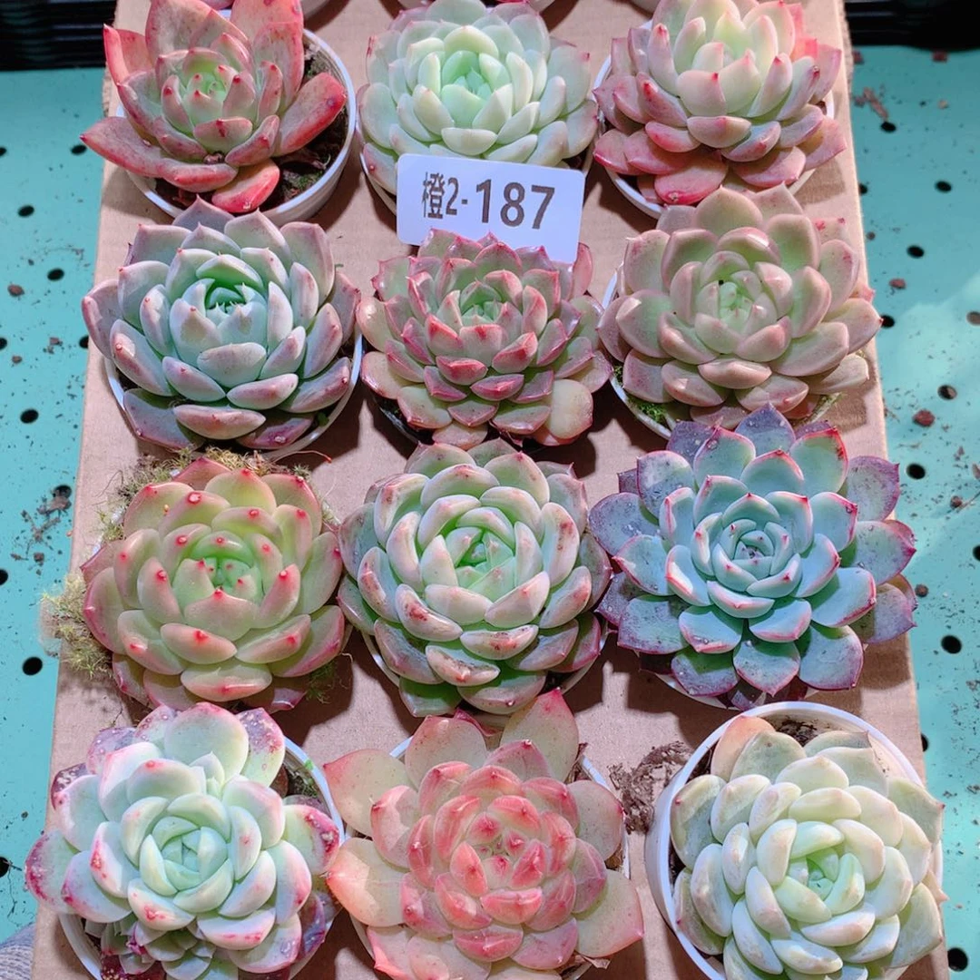 2-187一物一拍多肉带盆18颗
