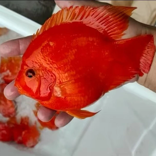 鹦鹉鱼大型热带淡水观赏鱼银龙鱼配鱼招财鱼