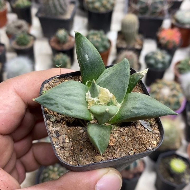 实生中号岩牡丹特价