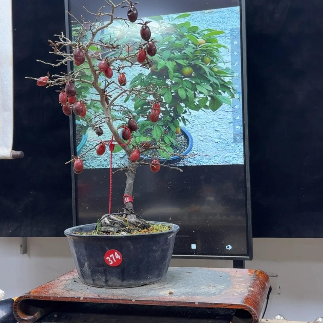 盆景不包邮顺丰到付古**¤374