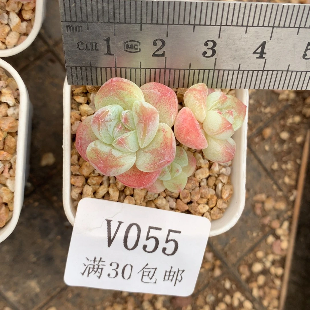 55。小脸糖心三头冰玉。