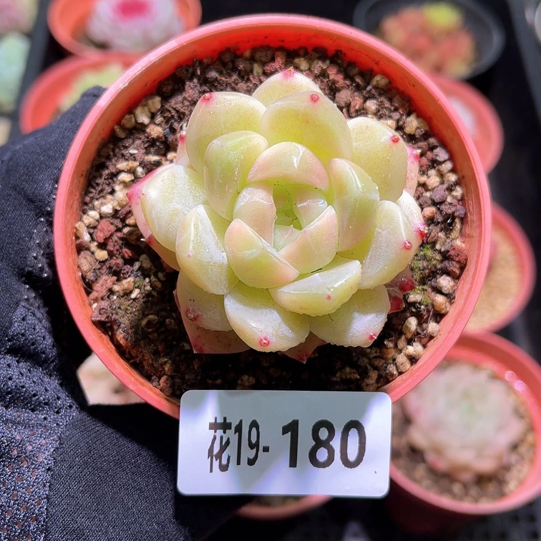 花利美19-180新品单头