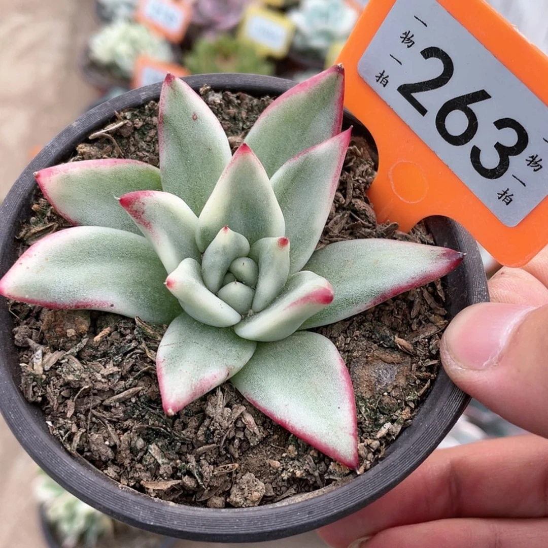 【闪购商品】无花朵263号