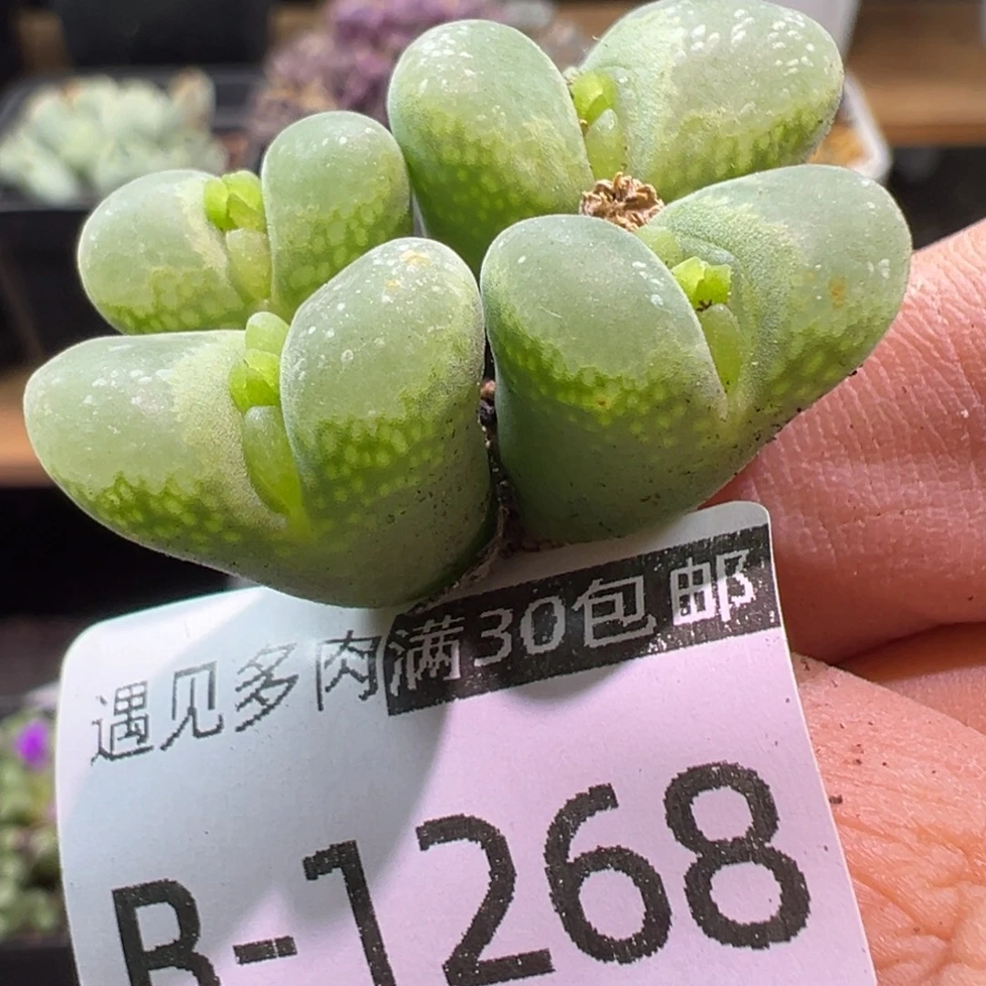 多肉植物11111111111