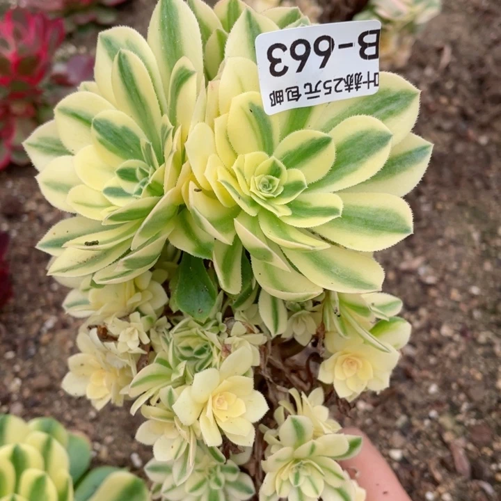 663雪连有砍多12345678