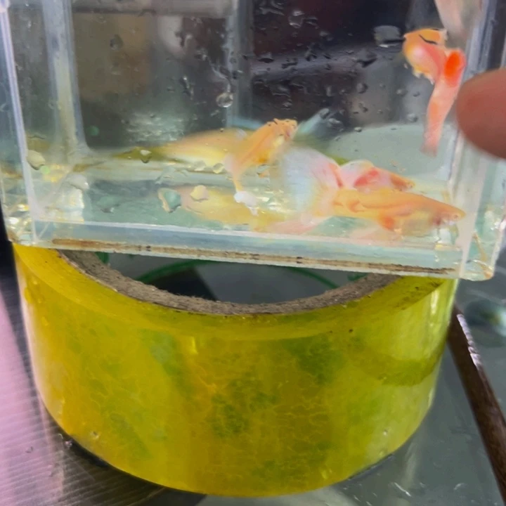 孔雀鱼淘汰鱼赛季蓝白