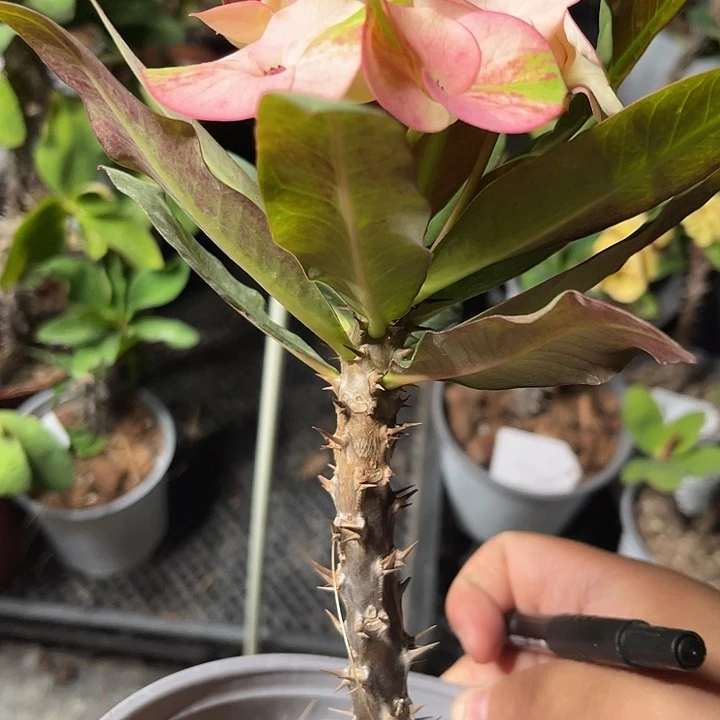 虎刺梅带根泰国新品102号