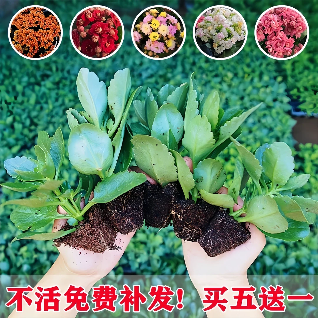 四季懒人绿植新品重瓣长寿花小苗大全金丝雀金狐狸长寿花苗盆栽