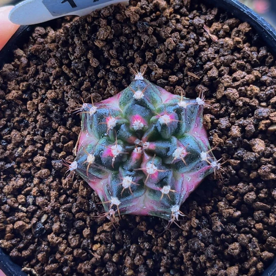 白臀海神锦 米哈仙人球