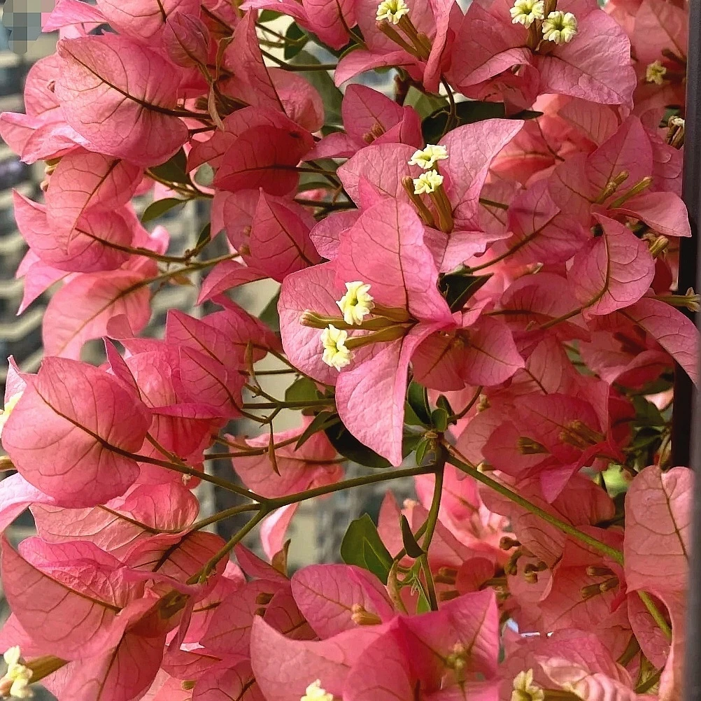 ｛卡亚塔｝勤花，丰花，四季开原生一加仑带盆带花三角梅！