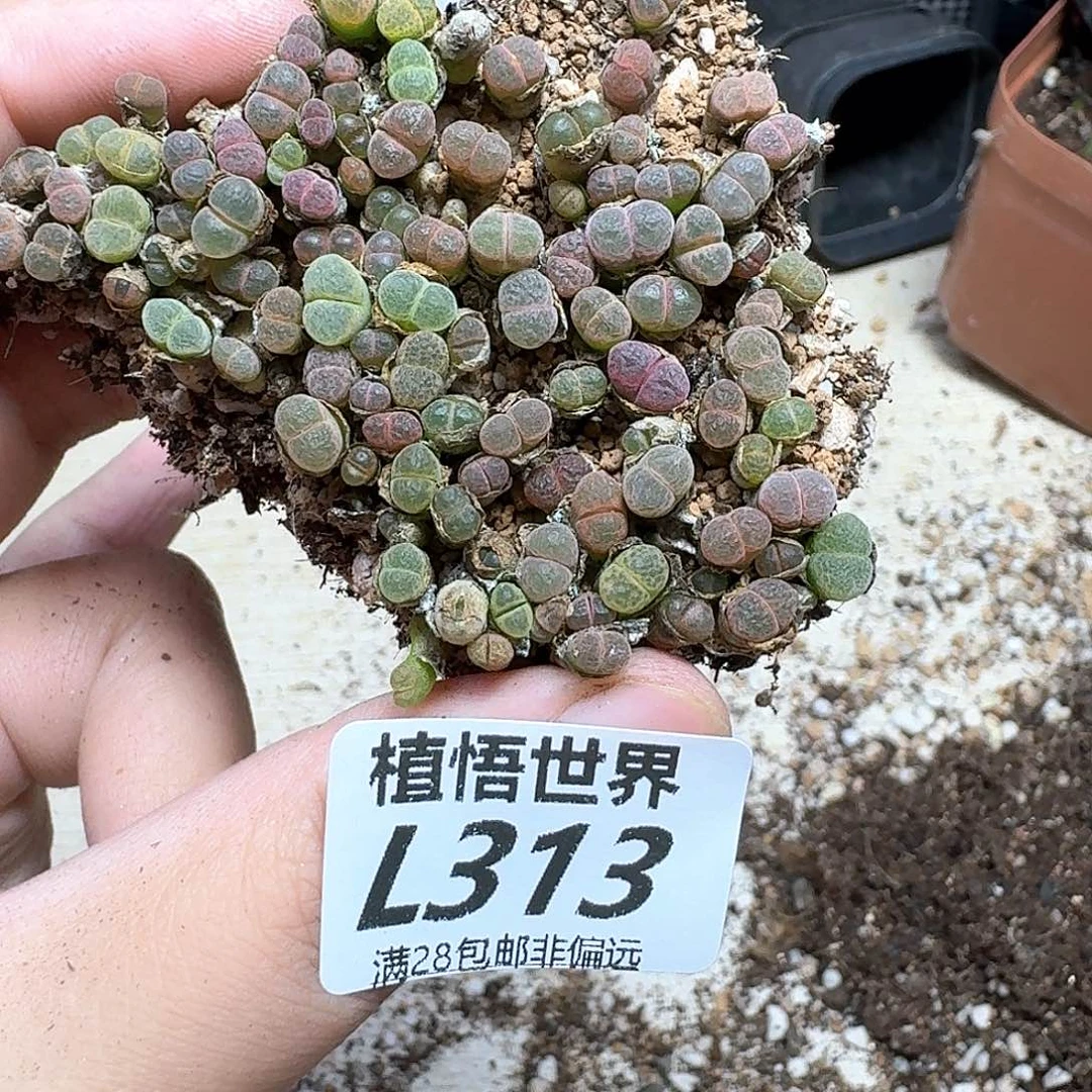 多肉植物的润泽法g