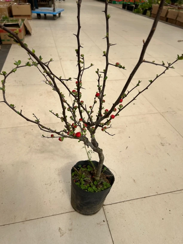 海棠花盆栽绿植。。。