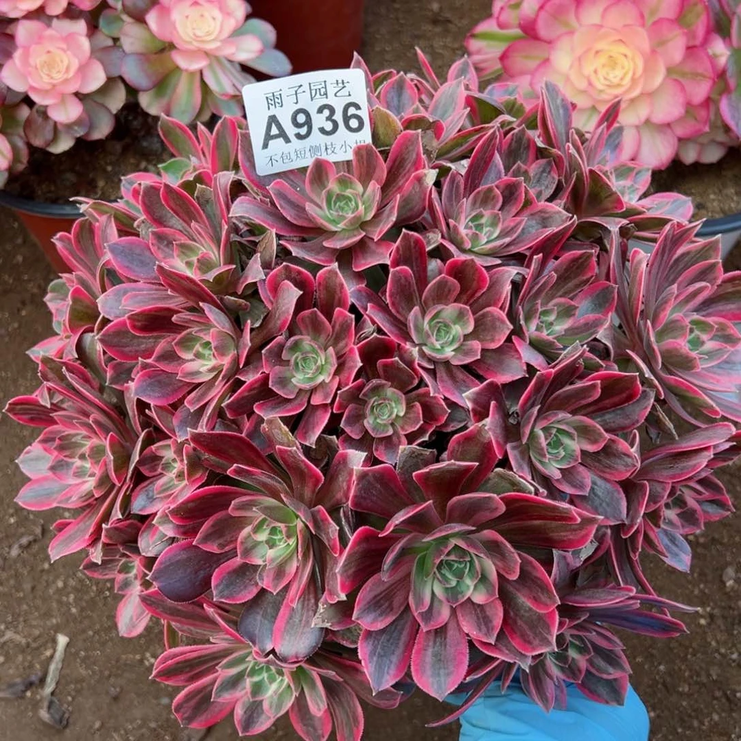 936浣纱尺寸28左右